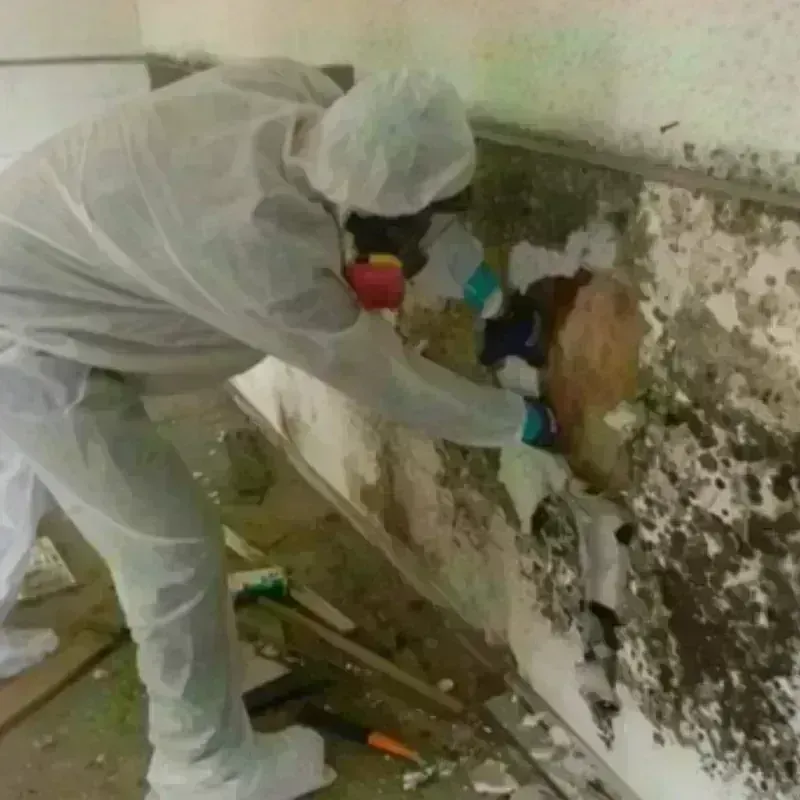 Mold Remediation and Removal in Waterford, CA